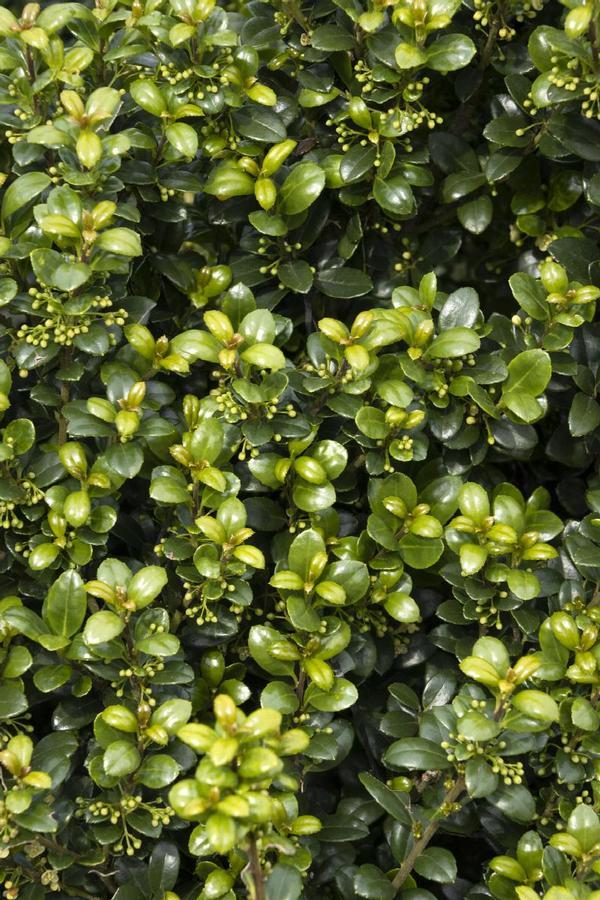 Ilex Crenata Steeds - View 14 from www redcrocus com