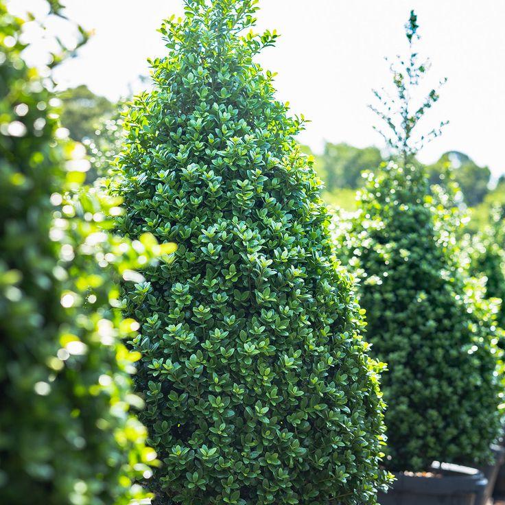 Ilex Crenata Steeds - View 15 from www redcrocus com