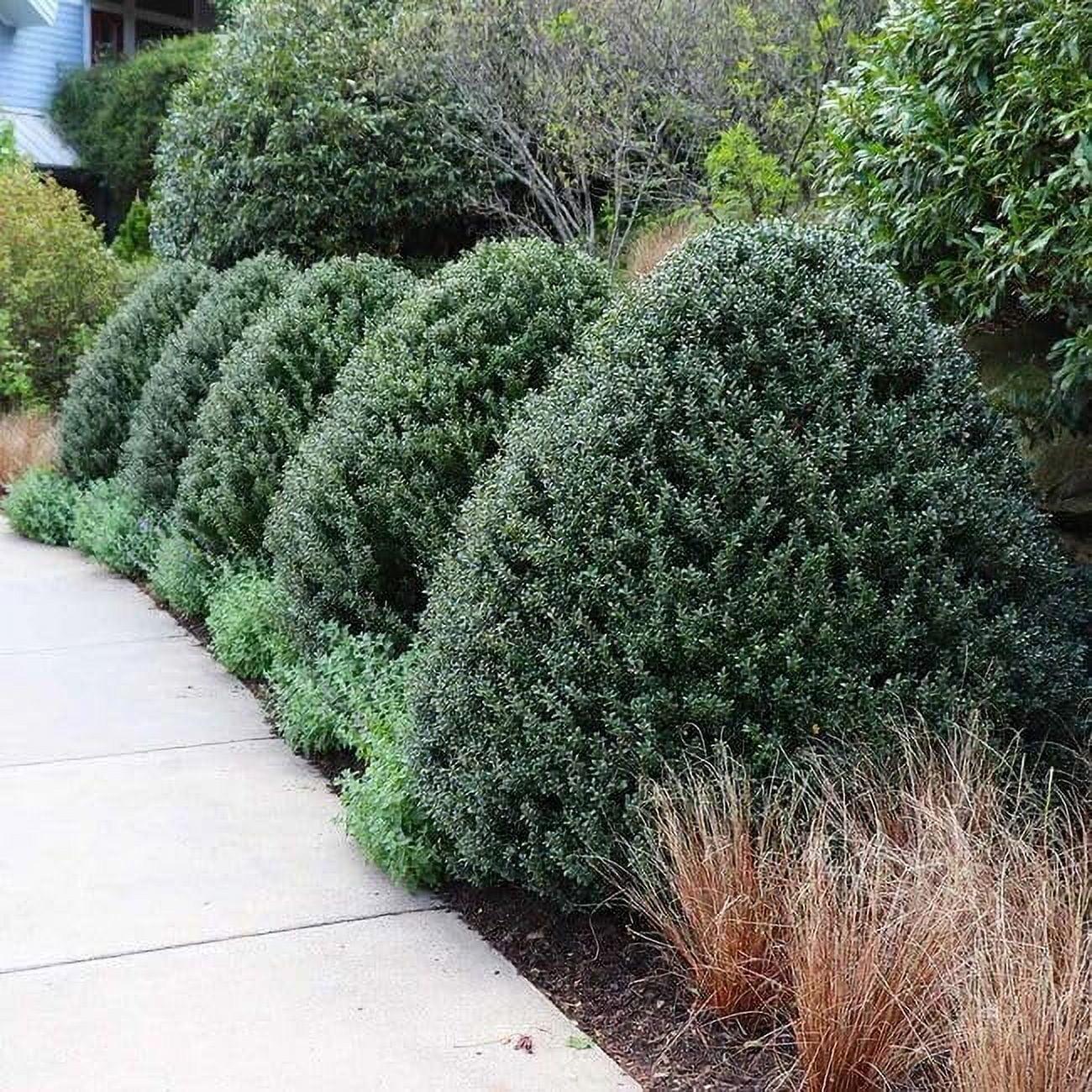 Ilex Crenata Steeds - View 16 from www redcrocus com