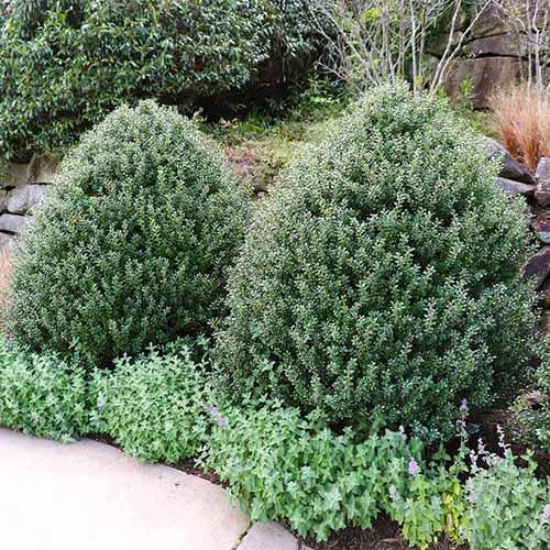 Ilex Crenata Steeds - View 17 from www redcrocus com