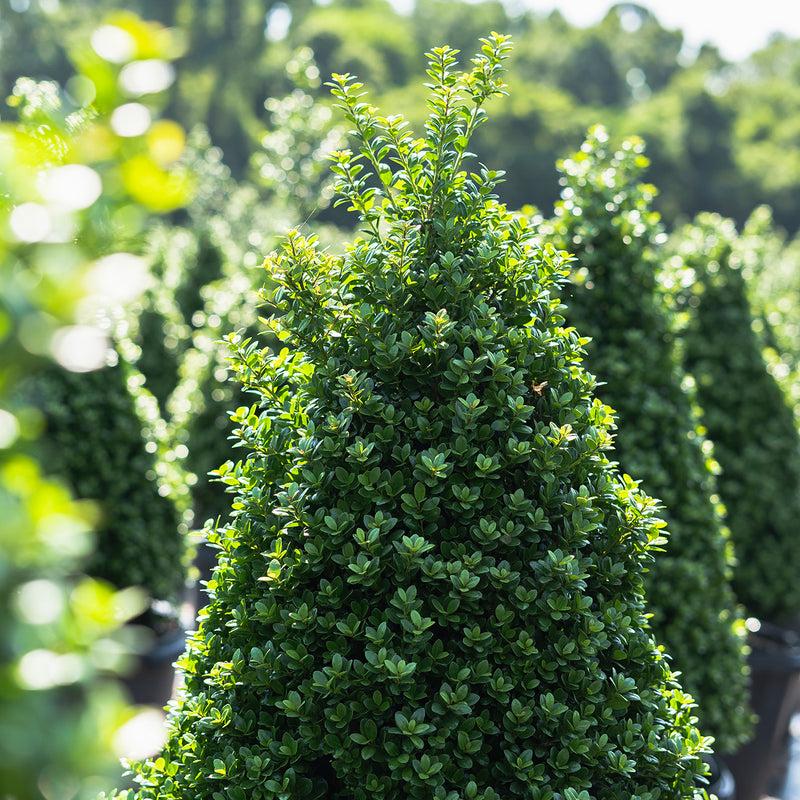 Ilex Crenata Steeds - View 18 from www redcrocus com