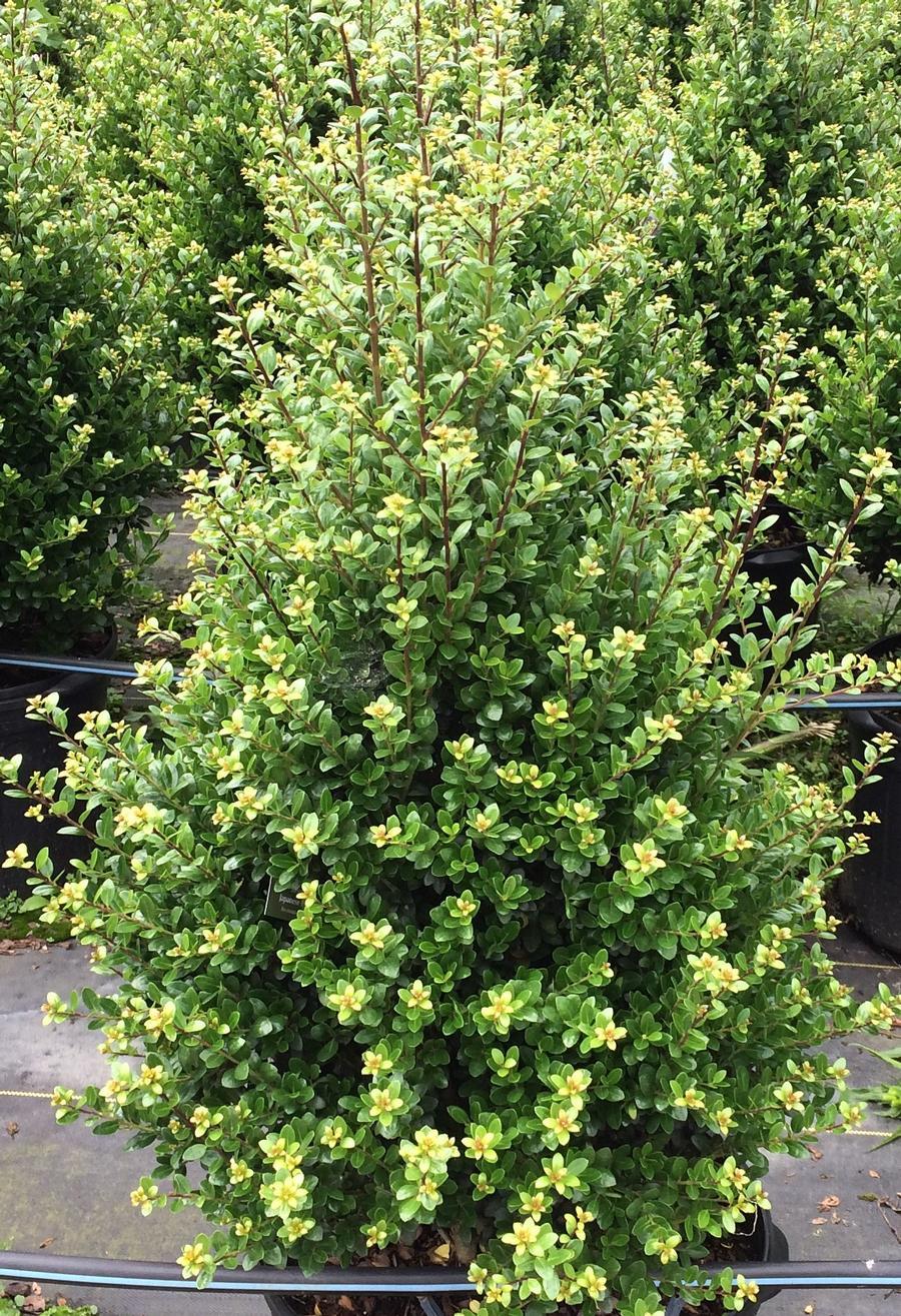 Ilex Crenata Steeds - View 2 from www redcrocus com