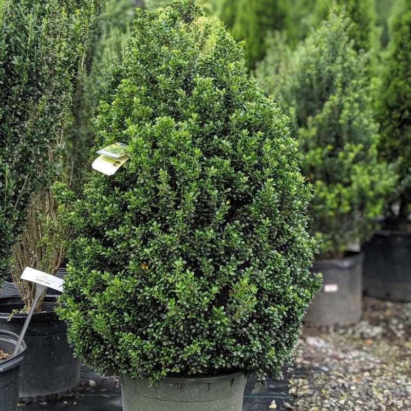 Ilex Crenata Steeds - View 3 from www redcrocus com
