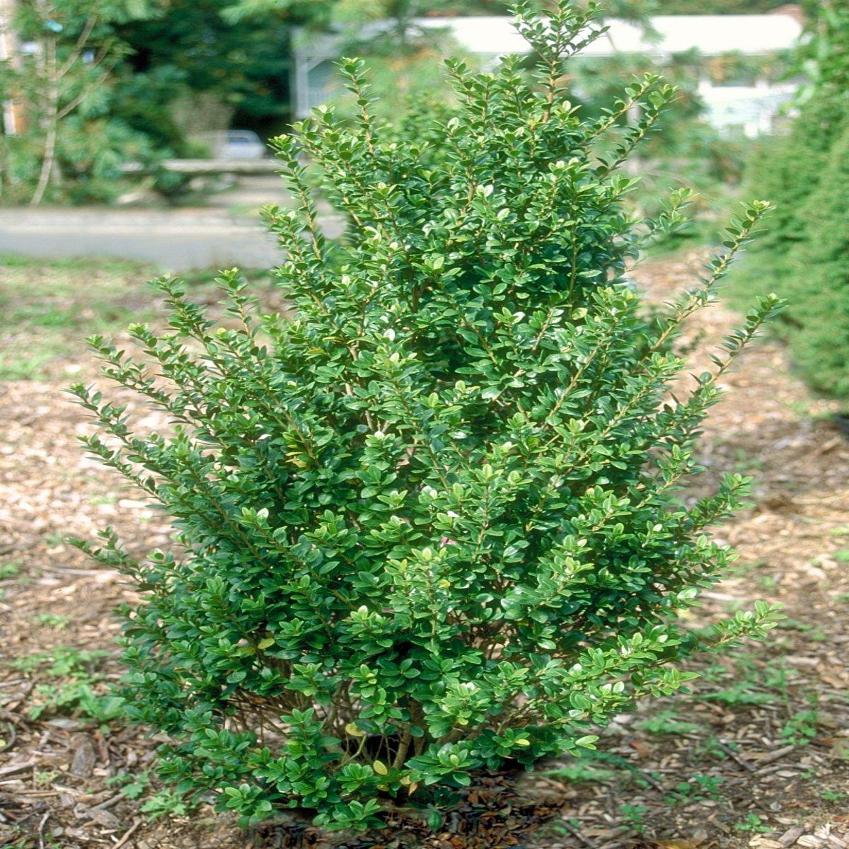 Ilex Crenata Steeds - View 5 from www redcrocus com