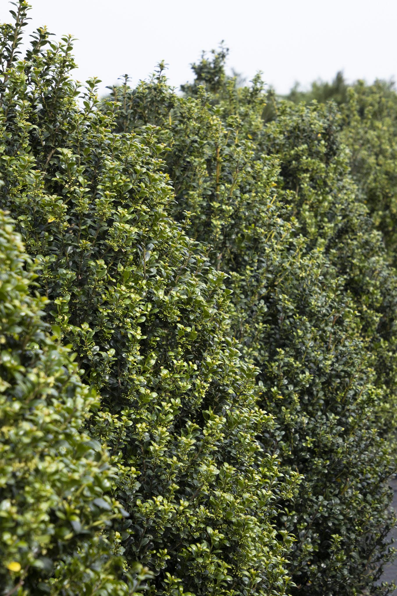 Ilex Crenata Steeds - View 6 from www redcrocus com