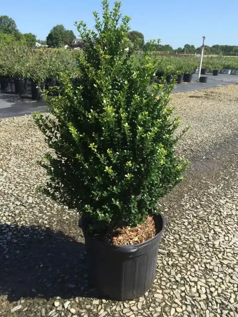 Ilex Crenata Steeds - View 8 from www redcrocus com