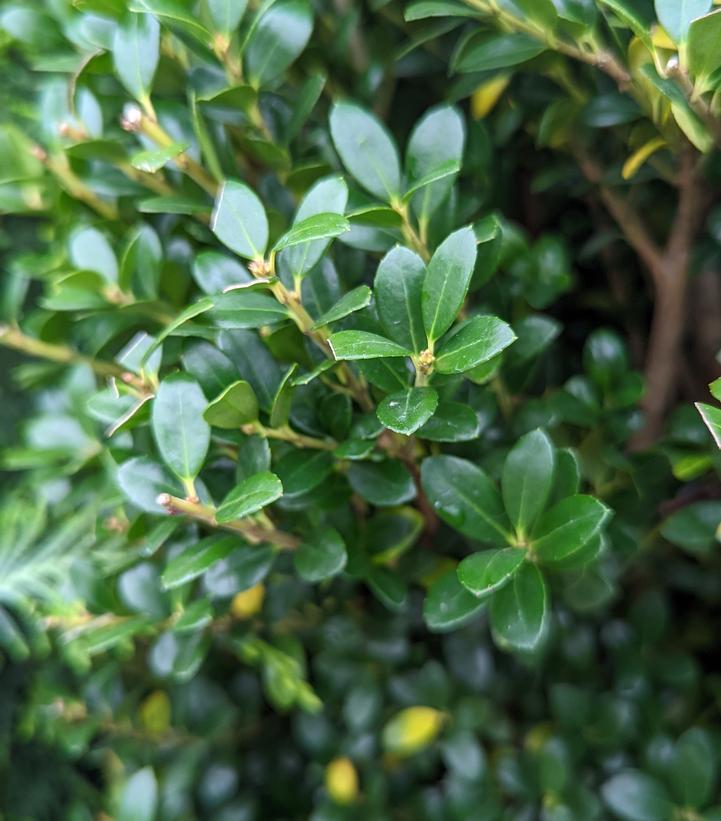 Ilex Crenata Steeds - View 8 from www redcrocus com
