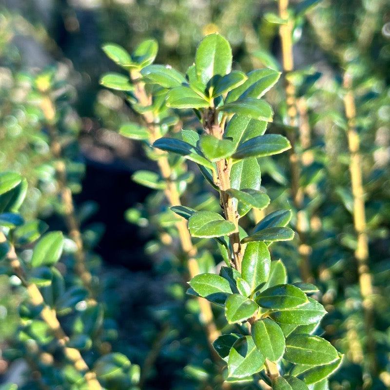 Ilex Crenata Steeds - View 9 from www redcrocus com