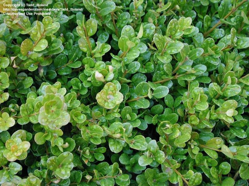 Buxus Microphylla Winter Gem - View 13 from www redcrocus com