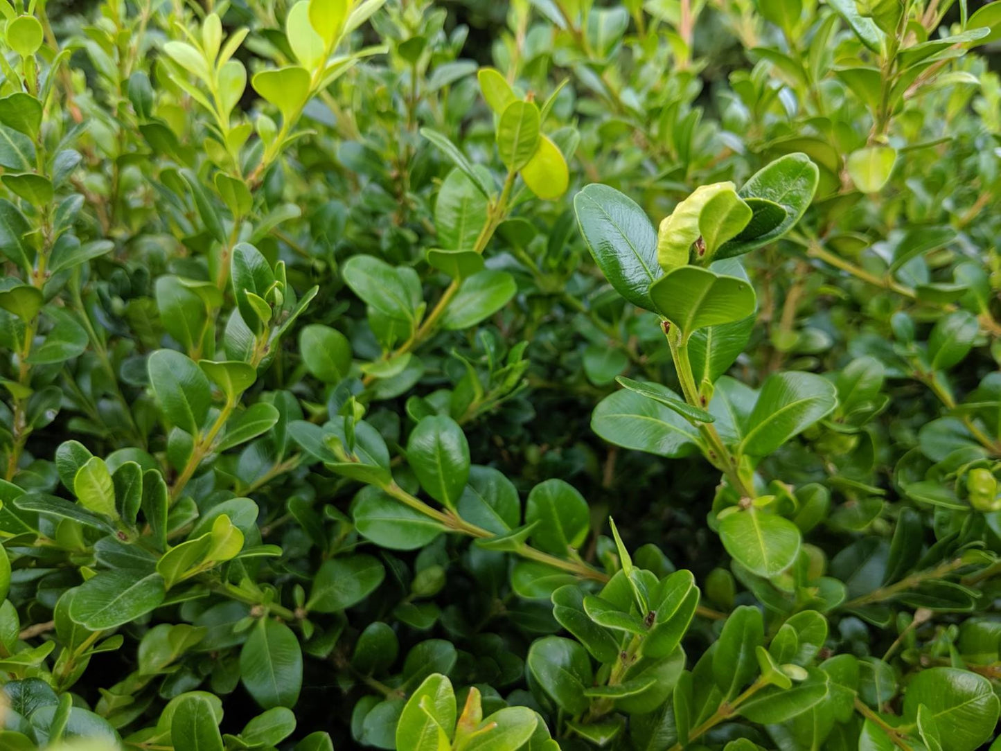 Buxus Microphylla Winter Gem - View 2 from www redcrocus com