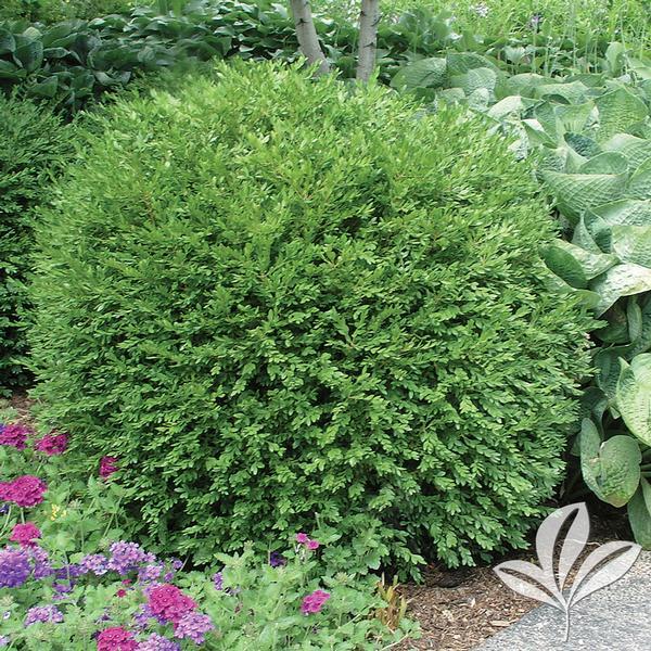 Buxus Microphylla Winter Gem - View 5 from www redcrocus com