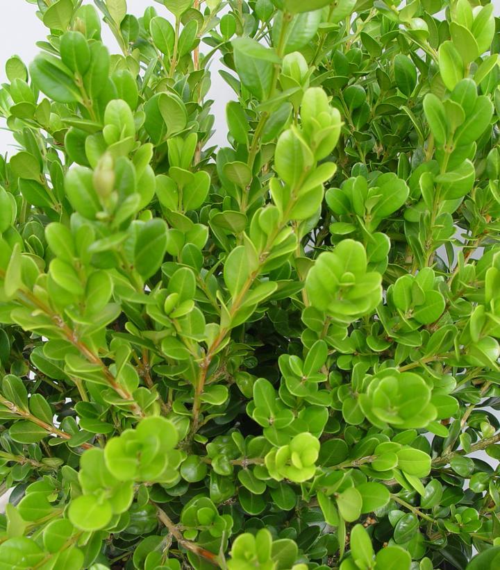 Buxus Microphylla Winter Gem - View 6 from www redcrocus com