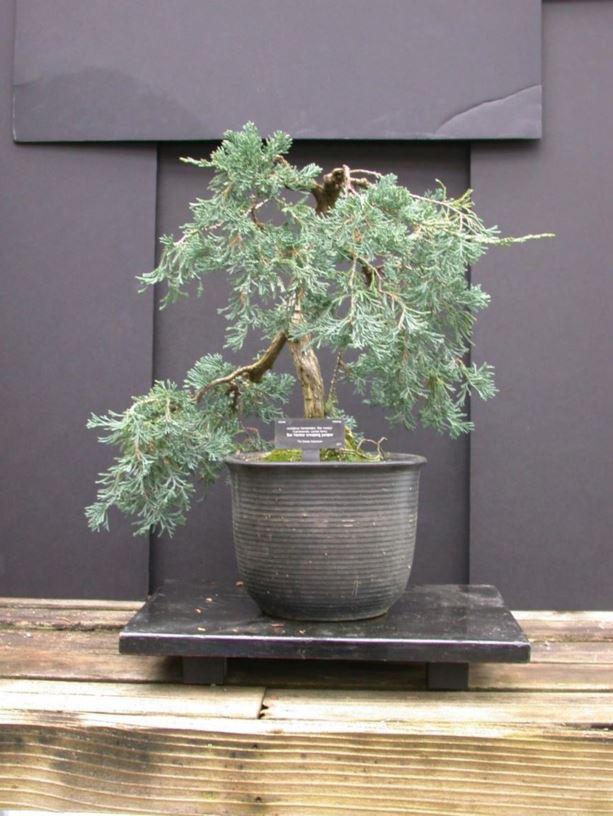 Juniperus Horizontalis Bar Harbor - View 17 from www redcrocus com