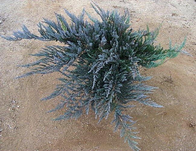Juniperus Horizontalis Bar Harbor - View 18 from www redcrocus com