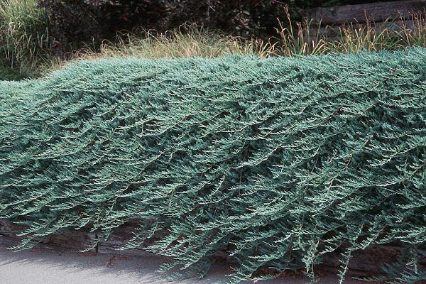 Juniperus Horizontalis Bar Harbor - View 3 from www redcrocus com
