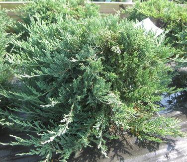 Juniperus Horizontalis Bar Harbor - View 4 from www redcrocus com