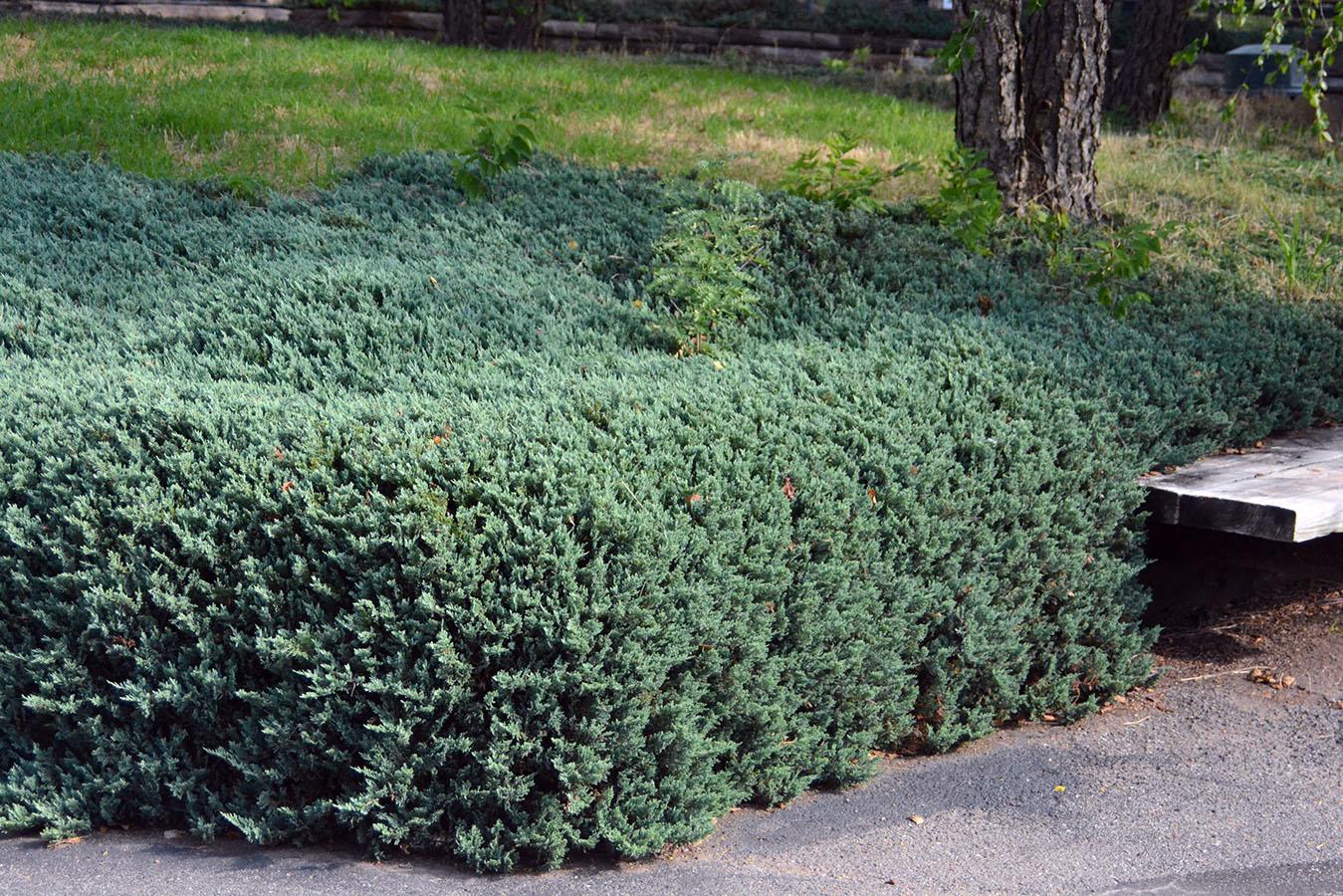 Juniperus Horizontalis Bar Harbor - View 6 from www redcrocus com