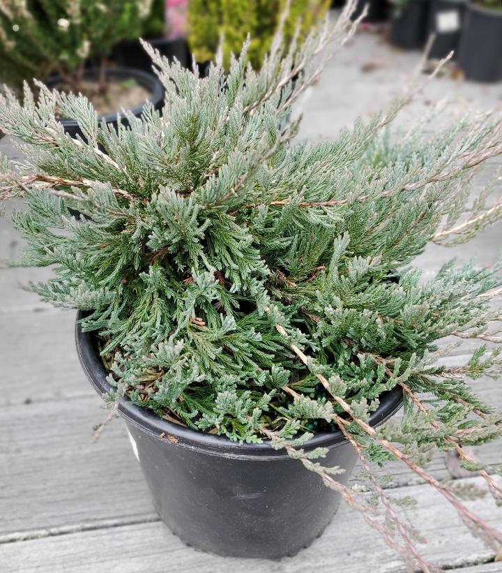 Juniperus Horizontalis Bar Harbor - View 7 from www redcrocus com