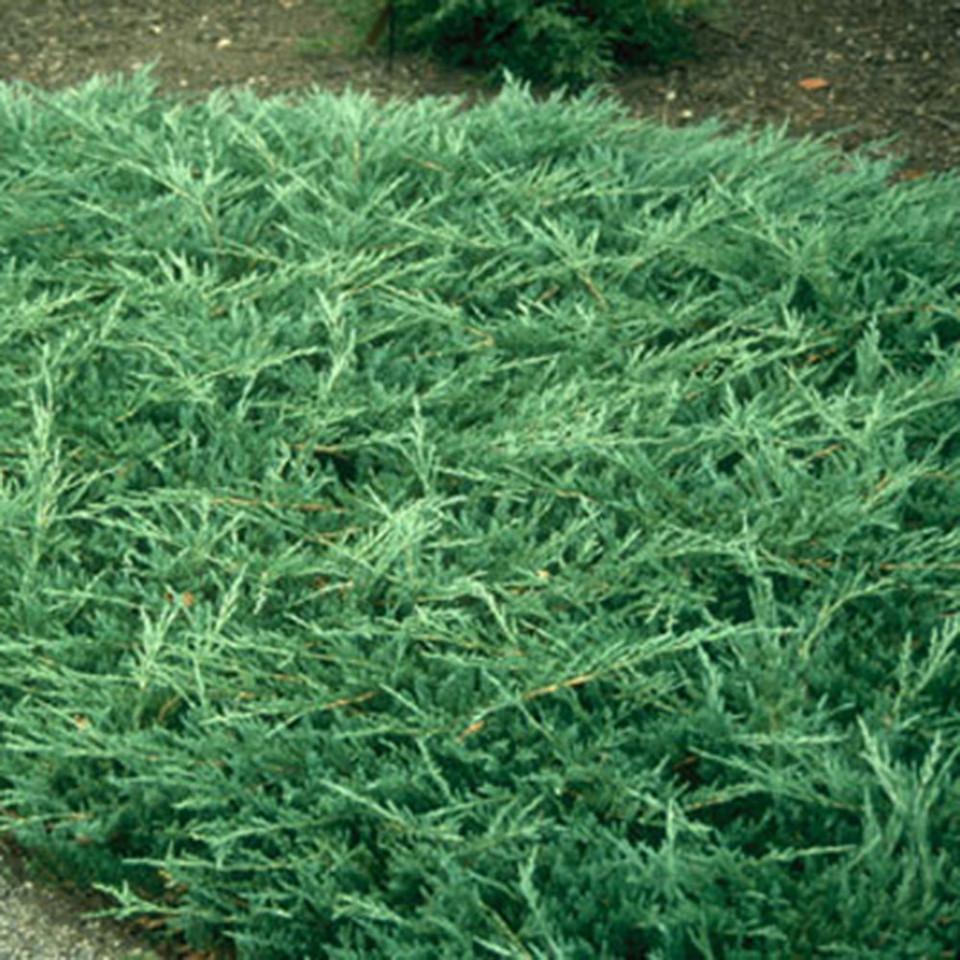 Juniperus Horizontalis Bar Harbor - View 8 from www redcrocus com