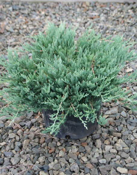 Juniperus Horizontalis Bar Harbor - View 9 from www redcrocus com
