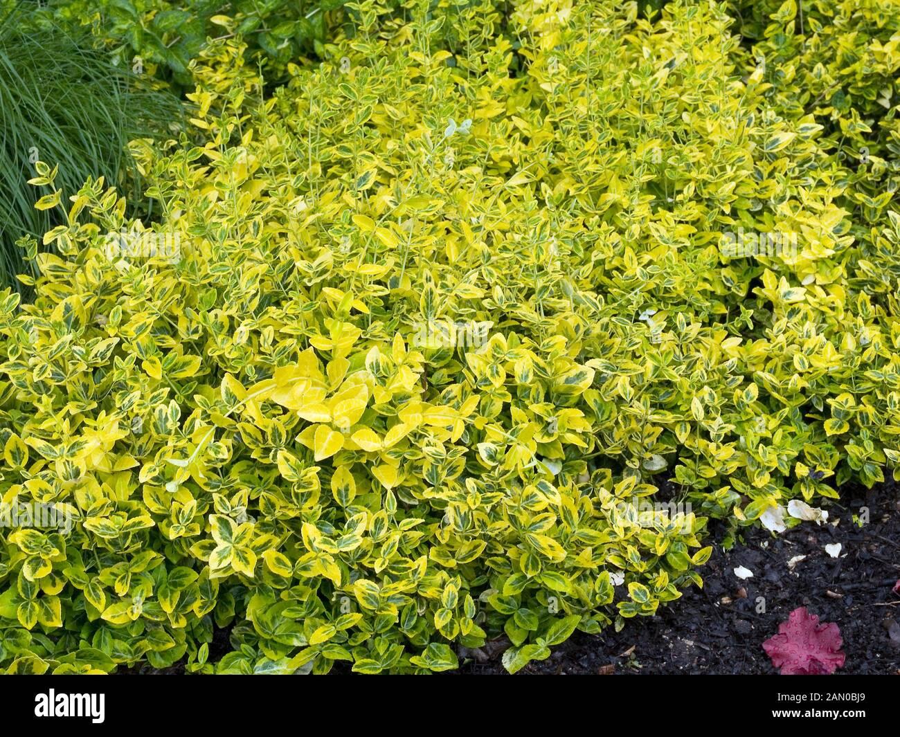 Euonymus Fortunei Emerald N Gold - View 10 from www redcrocus com