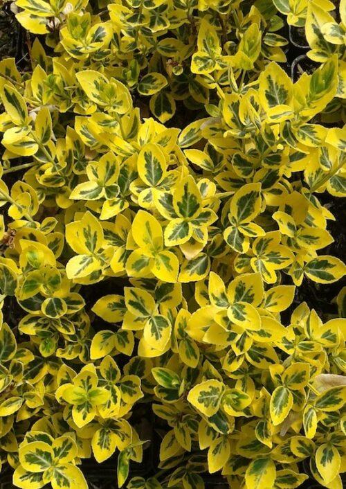 Euonymus Fortunei Emerald N Gold - View 13 from www redcrocus com