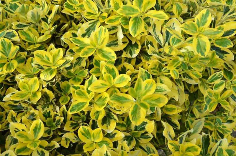 Euonymus Fortunei Emerald N Gold - View 16 from www redcrocus com