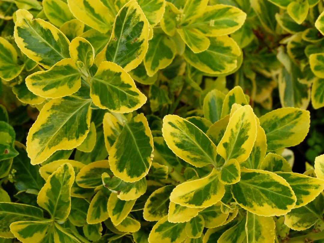 Euonymus Japonicus Aureomarginatus - View 11 from www redcrocus com