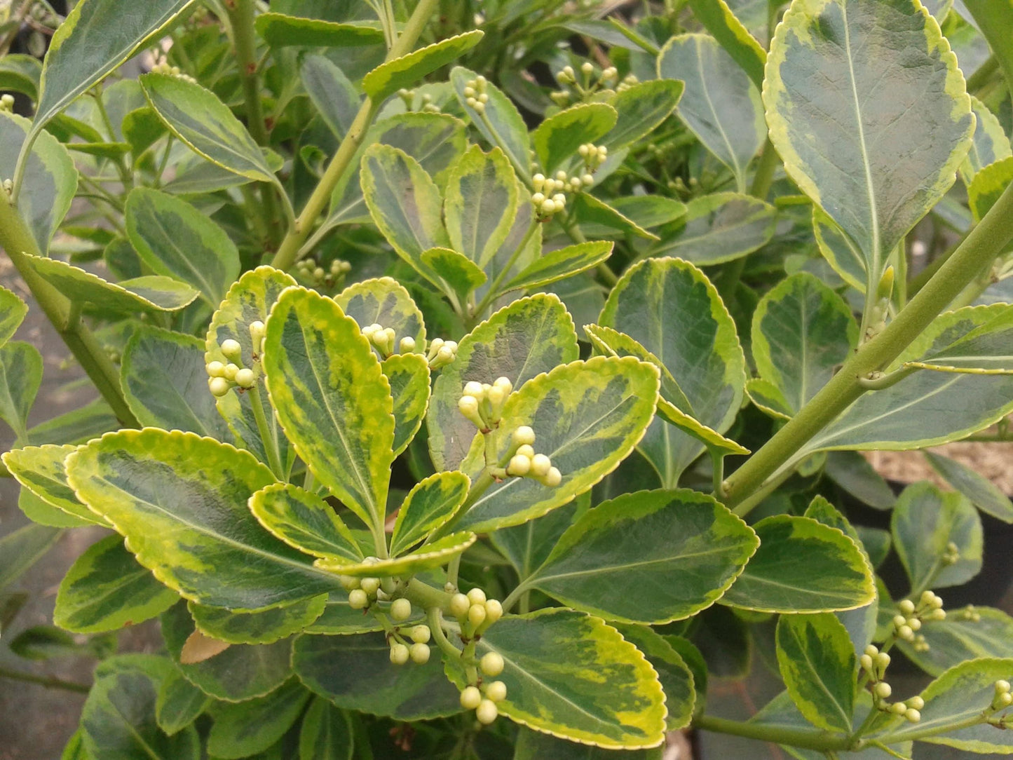 Euonymus Japonicus Aureomarginatus - View 13 from www redcrocus com