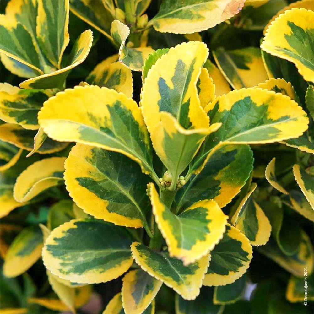 Euonymus Japonicus Aureomarginatus - View 14 from www redcrocus com