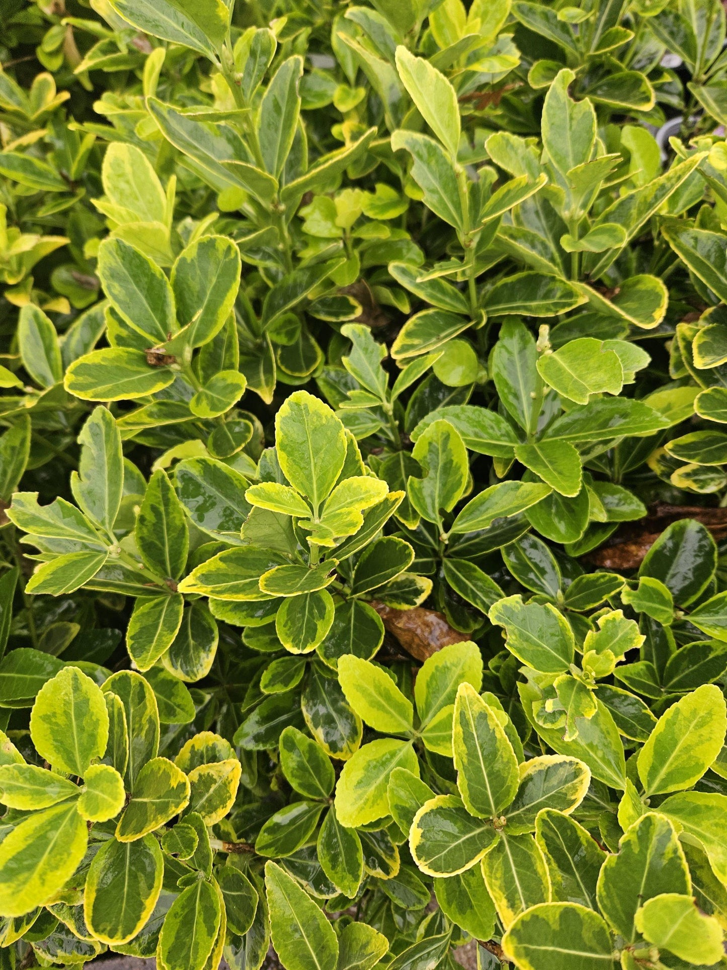 Euonymus Japonicus Aureomarginatus - View 15 from www redcrocus com