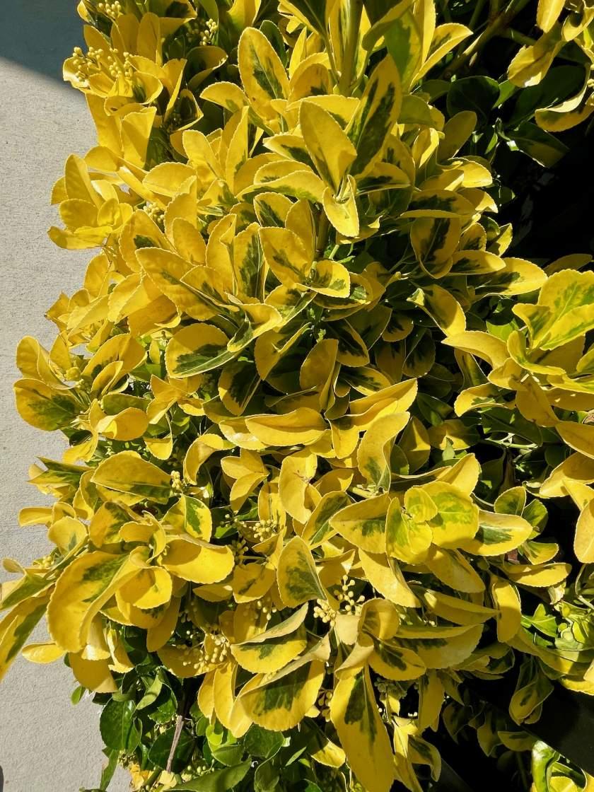 Euonymus Japonicus Aureomarginatus - View 16 from www redcrocus com