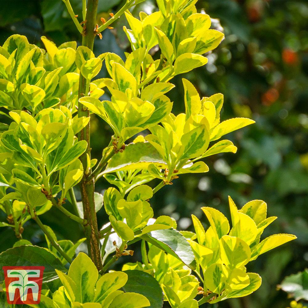 Euonymus Japonicus Aureomarginatus - View 17 from www redcrocus com