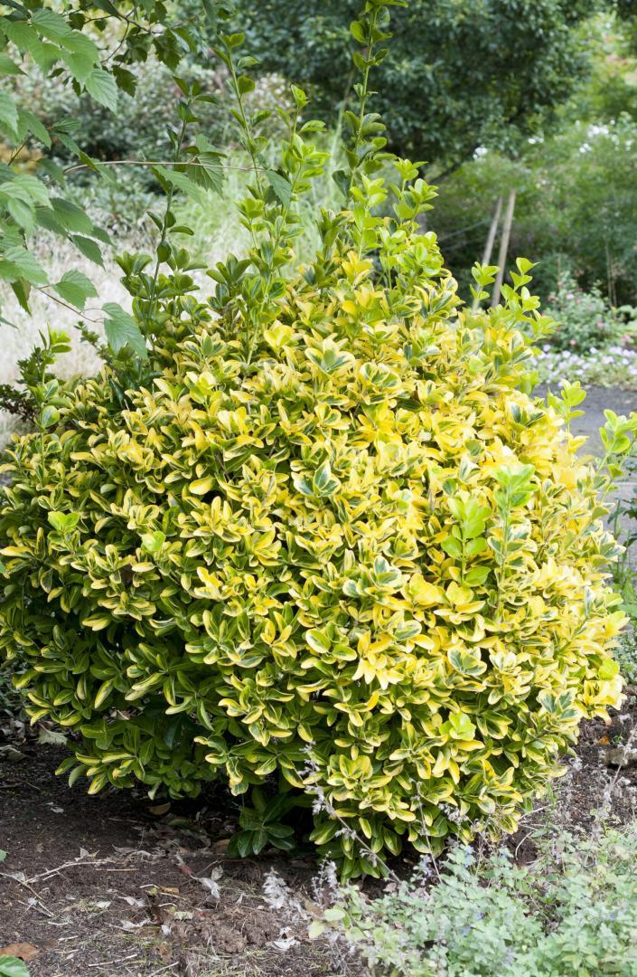 Euonymus Japonicus Aureomarginatus - View 18 from www redcrocus com