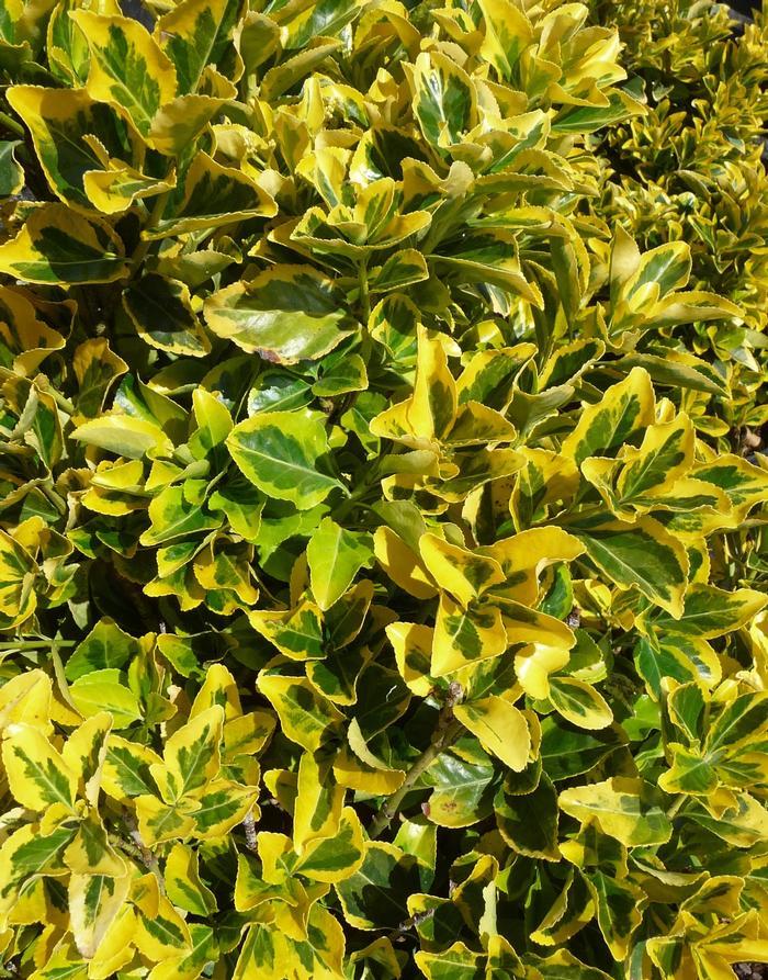 Euonymus Japonicus Aureomarginatus - View 19 from www redcrocus com
