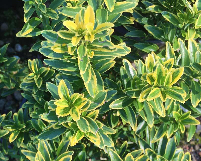 Euonymus Japonicus Aureomarginatus - View 2 from www redcrocus com