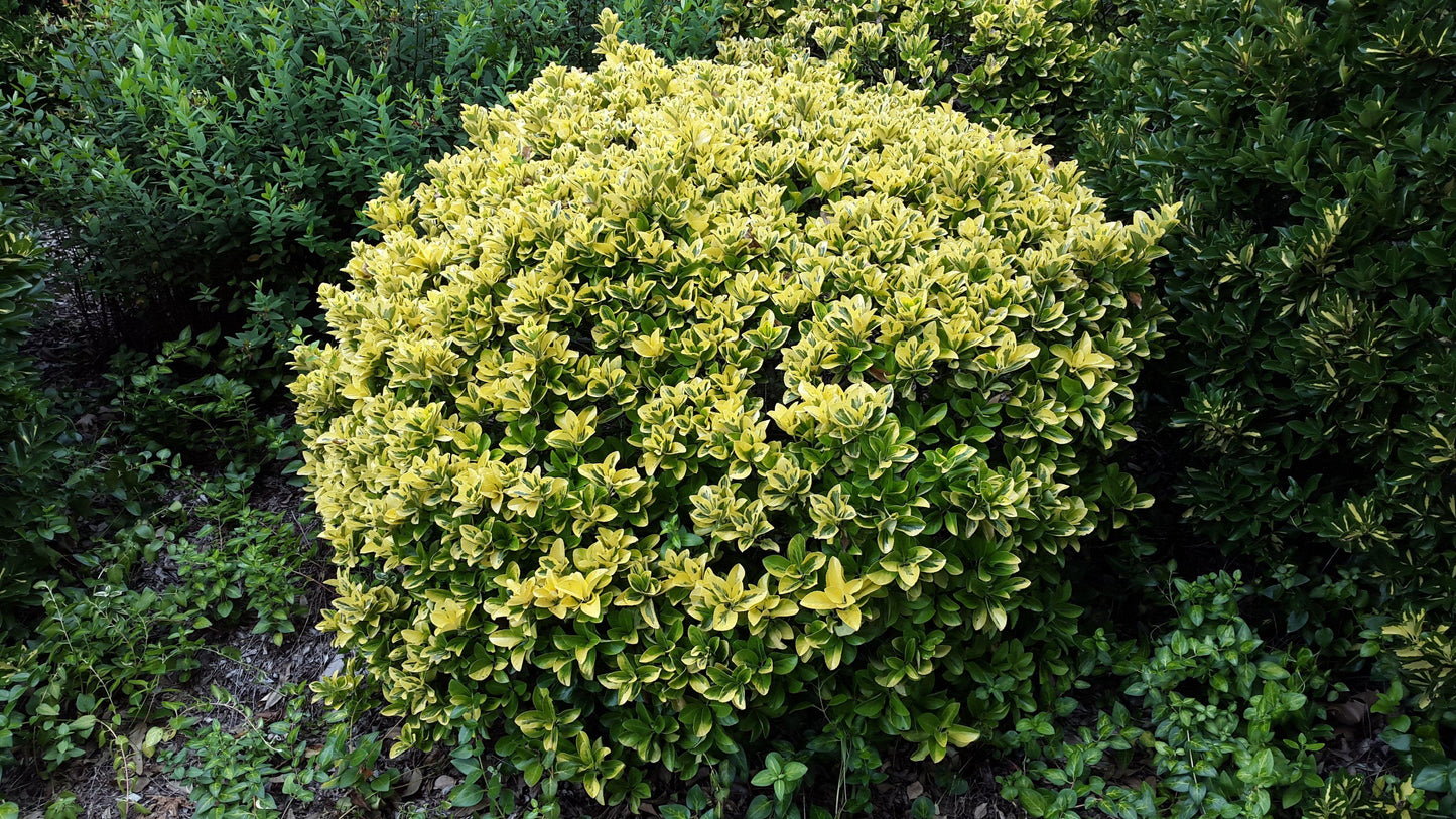 Euonymus Japonicus Aureomarginatus - View 3 from www redcrocus com