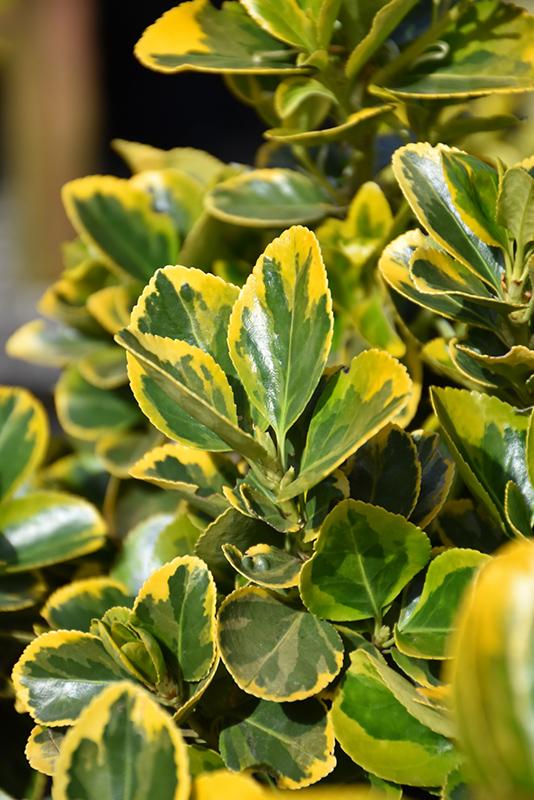 Euonymus Japonicus Aureomarginatus - View 4 from www redcrocus com