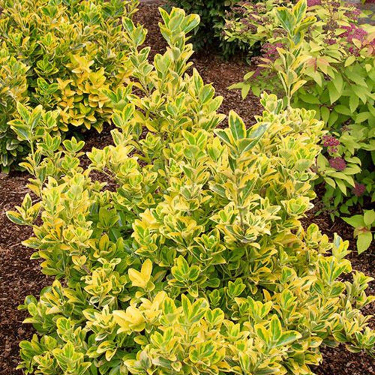 Euonymus Japonicus Aureomarginatus - View 5 from www redcrocus com