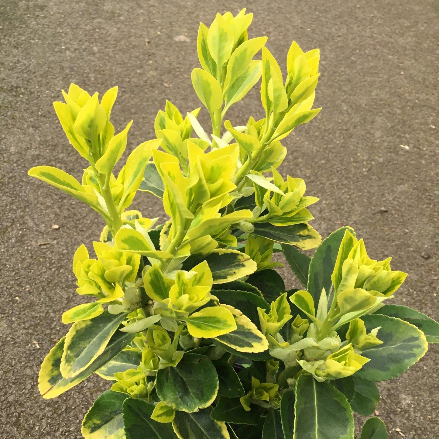 Euonymus Japonicus Aureomarginatus - View 6 from www redcrocus com