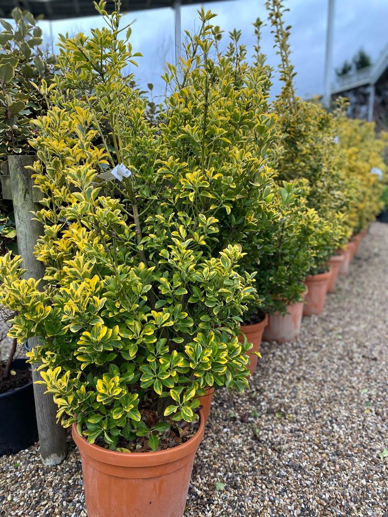 Euonymus Japonicus Aureomarginatus - View 7 from www redcrocus com