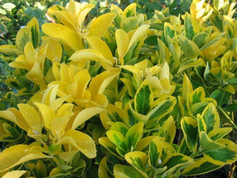 Euonymus Japonicus Aureomarginatus - View 8 from www redcrocus com