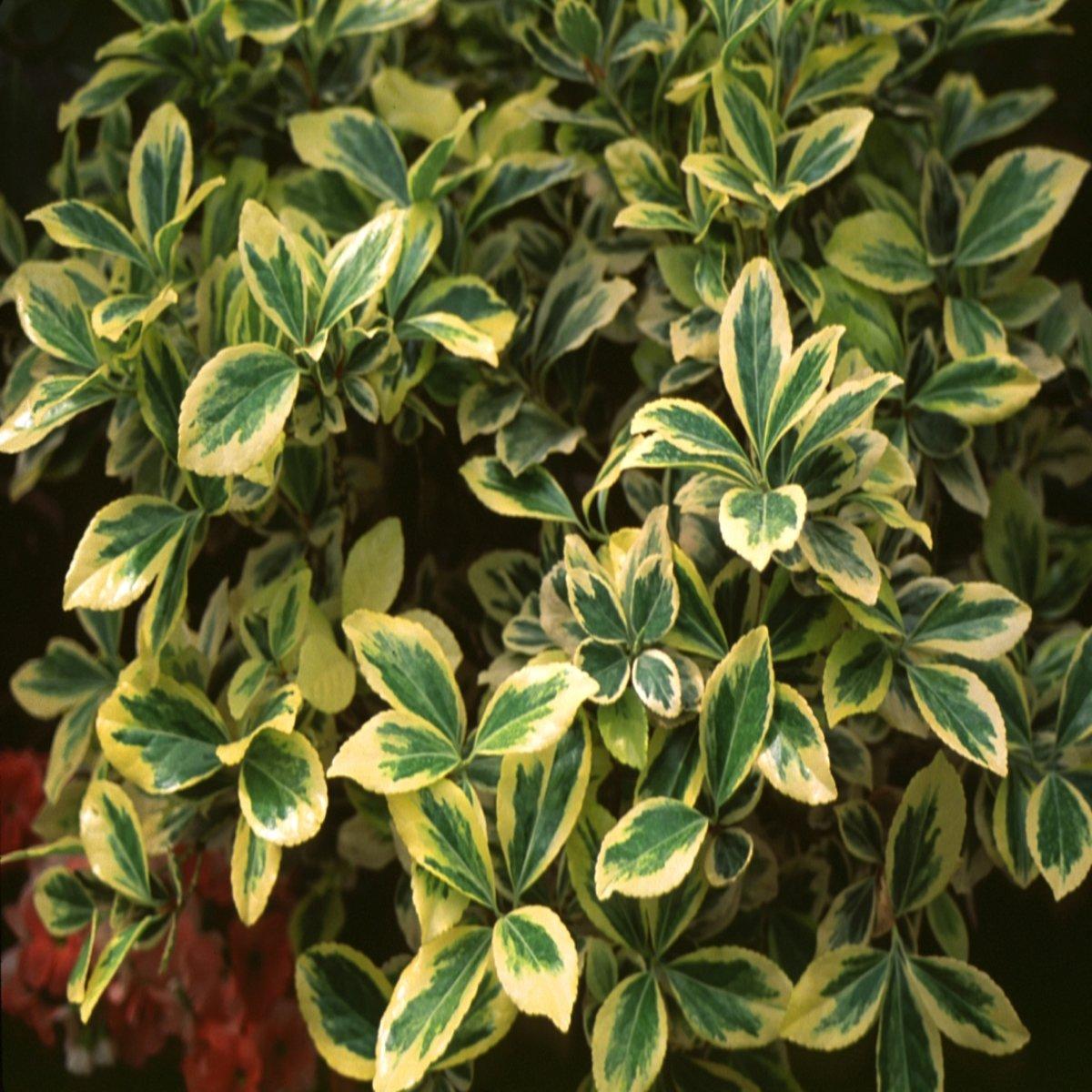 Euonymus Japonicus Aureomarginatus - View 9 from www redcrocus com