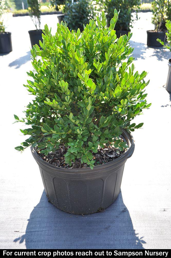 Buxus Microphylla Green Velvet - View 12 from www redcrocus com