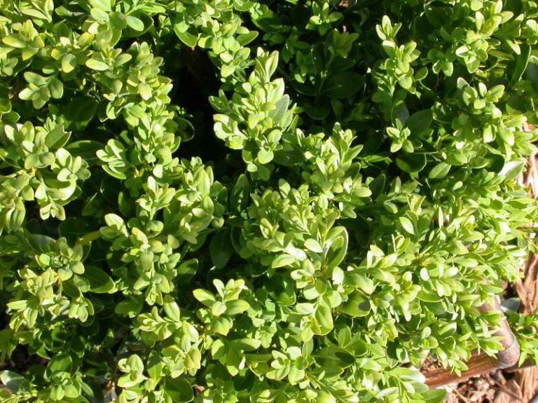 Buxus Microphylla Green Velvet - View 14 from www redcrocus com