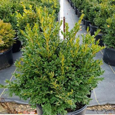 Buxus Microphylla Green Velvet - View 16 from www redcrocus com