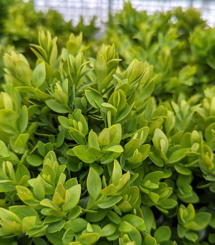 Buxus Microphylla Green Velvet - View 2 from www redcrocus com