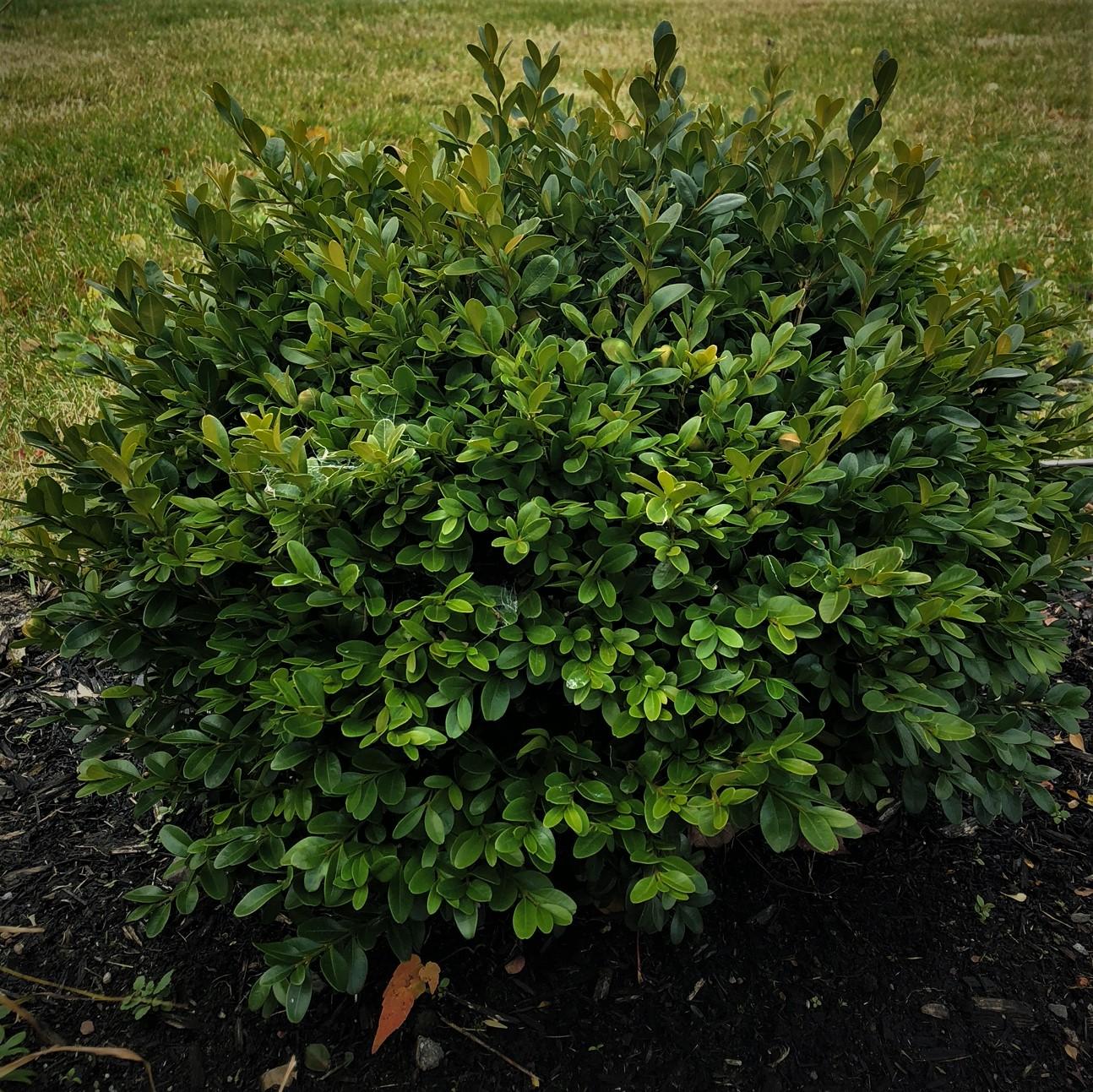 Buxus Microphylla Green Velvet - View 4 from www redcrocus com