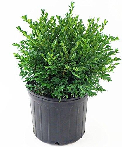 Buxus Microphylla Green Velvet - View 6 from www redcrocus com
