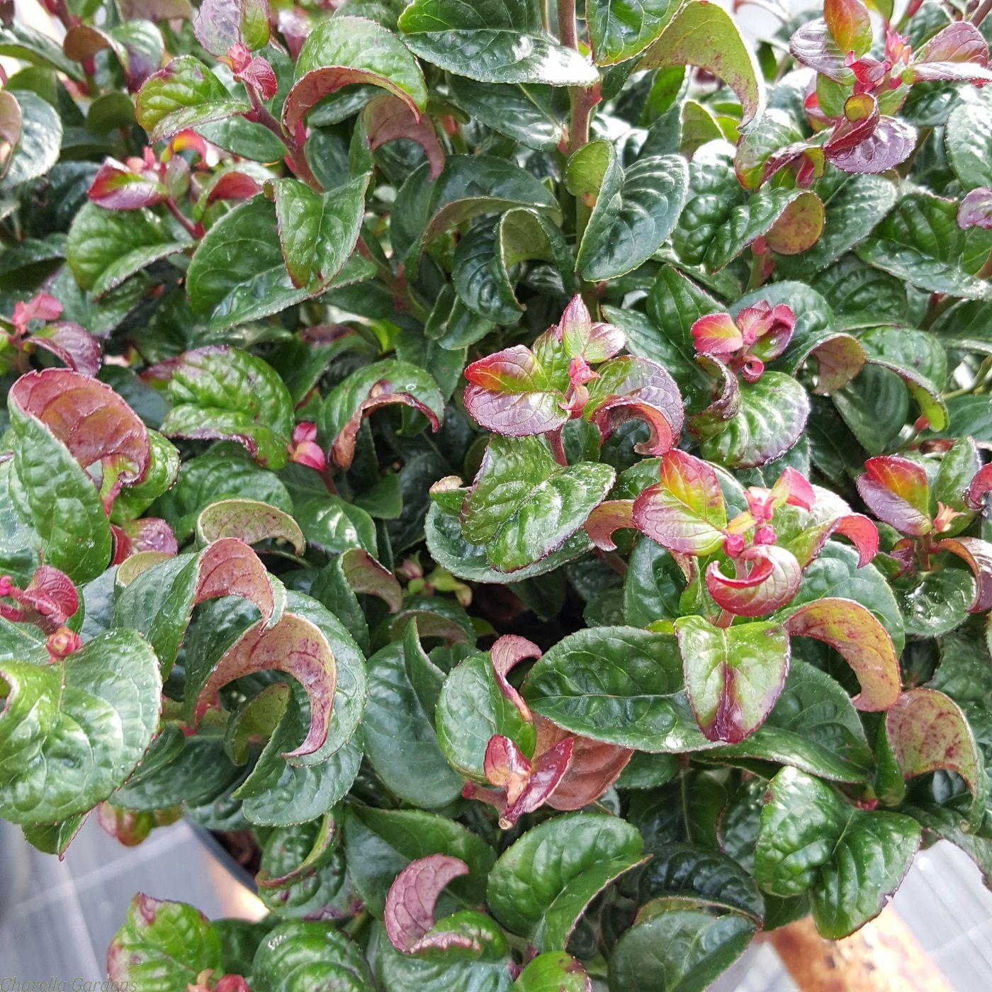 Leucothoe Axillaris - View 7 from www redcrocus com